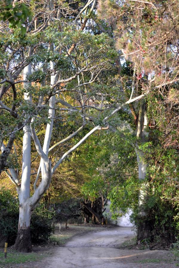 Hotel Driftwood Treehouse Sunrise-on-Sea Exterior foto